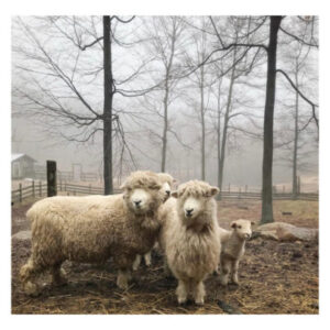 Woolly Sheep